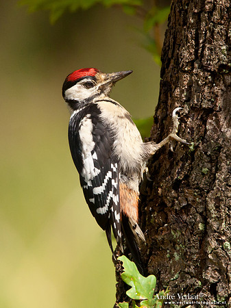 Grote Bonte Specht / Great Spotted Woodpecker - Bussum