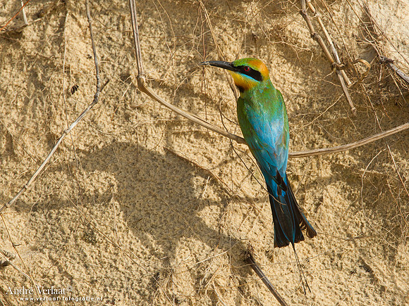 Regenboogbijeneter / Rainbow Bee-eater - Fraser Island