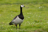 Brandgans / Barnacle Goose - Wognum