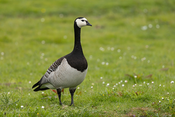 Brandgans / Barnacle Goose - Wognum