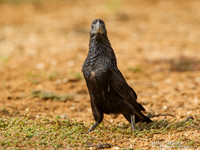 Kleine Ani / Smooth-billed Ani - Peperpot