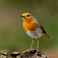 Roodborst / Robin - Lemelerberg