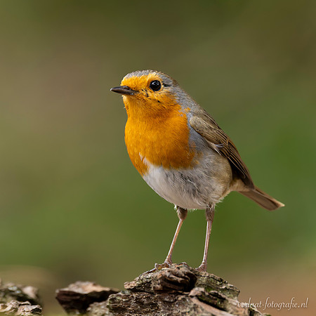 Roodborst / Robin - Lemelerberg