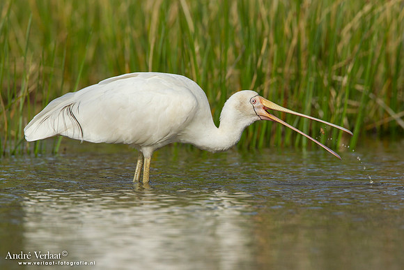 Geelsnavellepelaar / Yellow-billed Spoonbill - Bowra Sanctuary