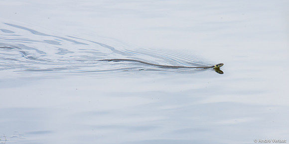 Ringslang / Grass snake - Oostvaardersplassen, The Netherlands