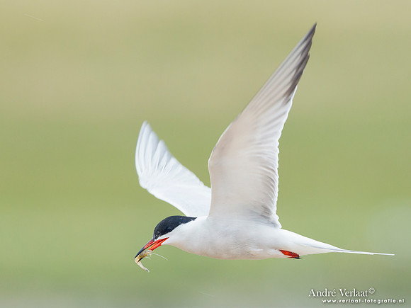 Visdief / Common Tern - Den Helder