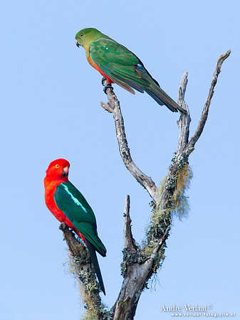 Australische Koningsparkiet - Australian King Parrot (Green head is Female) - Lamington Park
