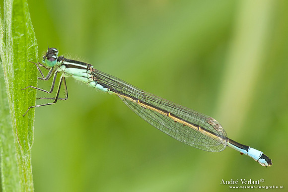 Lantaarntje / Blue-tailed Damselfly - Wognum