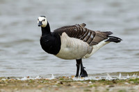 Brandgans / Barnacle Goose - Den Oever