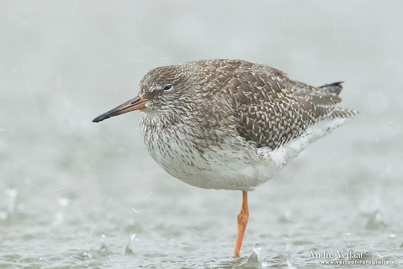 Tureluur / Redshank - Den Helder