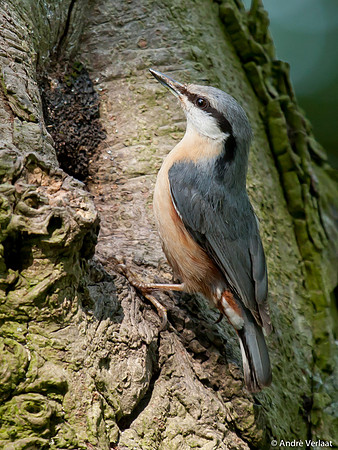 Boomklever / Nuthatch - Stevensbeek
