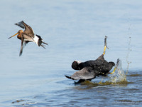 Meerkoet / Coot - Wognum