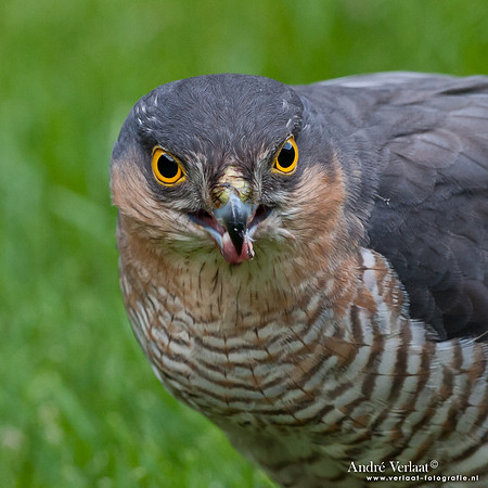 Sperwer / Sparrowhawk - Wognum