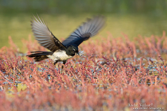 Tuinwaaierstaart / Willie Wagtail - Bowra Sanctuary
