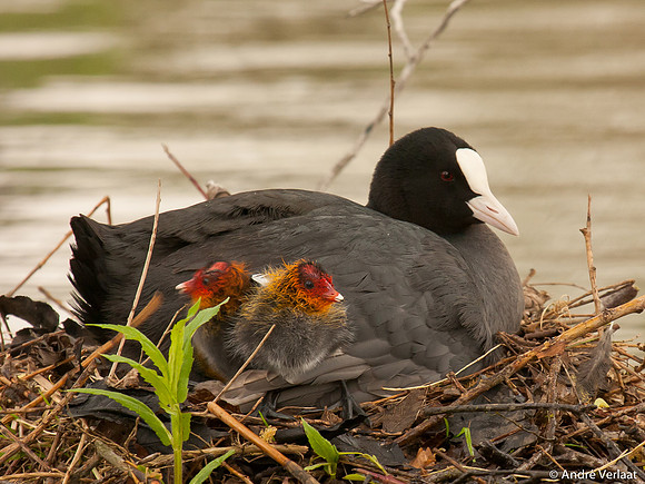 Meerkoet / Coot - Leekermeer