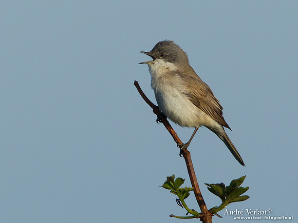 Braamsluiper / Lesser Whitethroat - Katwijk