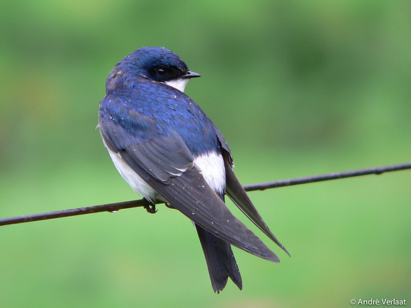 Chileense Zwaluw / Chilean Swallow  - Puyuhuapi