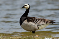 Brandgans / Barnacle Goose - Den Oever
