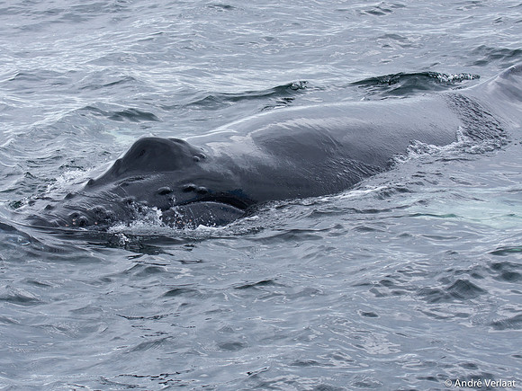 Bultrug / Humpback Whale - Cape Cod, USA