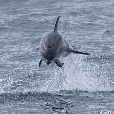 Witflankdolfijn / White Sided Dolphin - Cape Cod, USA