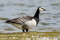 Brandgans / Barnacle Goose - Den Oever