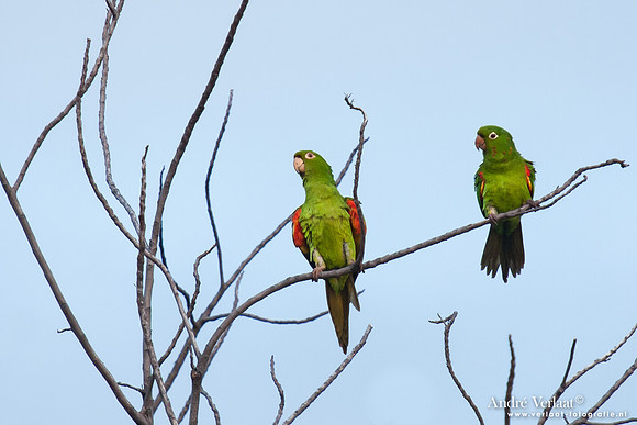 Witoogaratinga / White-eyed Parakeet - Brokopondo