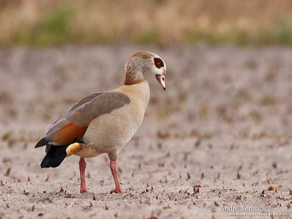 Nijlgans / Egyptian Goose - Wieringermeer