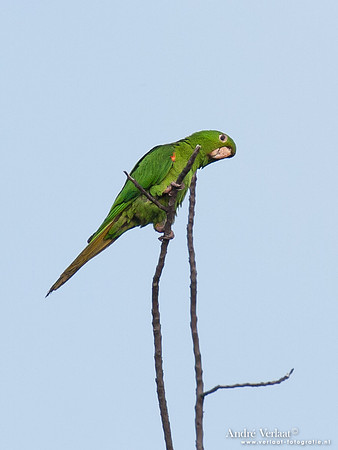 Witoogaratinga / White-eyed Parakeet - Brokopondo