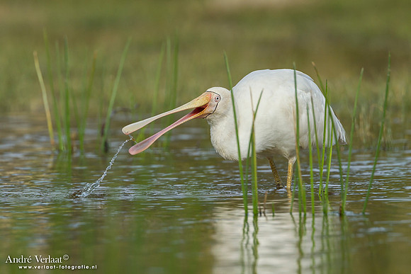 Geelsnavellepelaar / Yellow-billed Spoonbill - Bowra Sanctuary