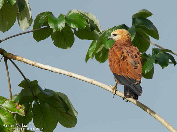 Moerasbuizerd / Black-collared Hawk - Bigi Pan