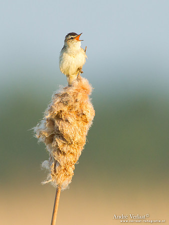 Rietzanger / Sedge Warbler - De Rijp