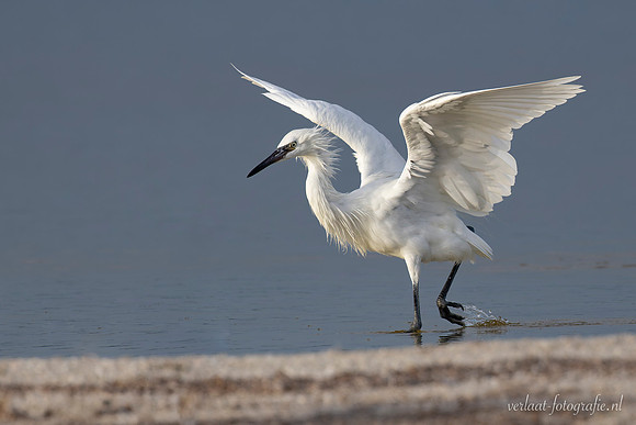 Kleine Zilverreiger / Little Egret - Rio Lagartos