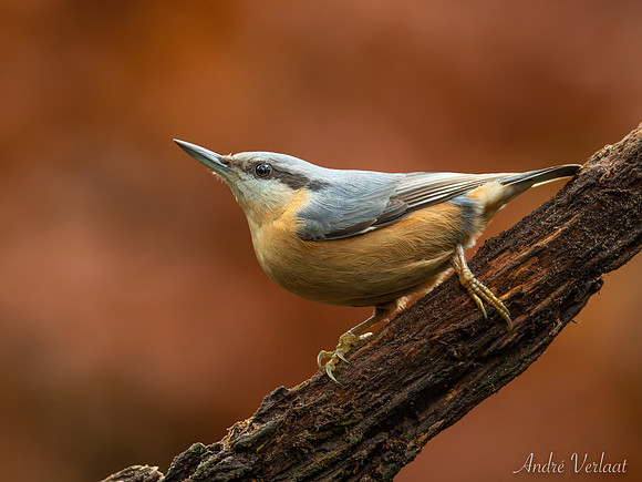 Boomklever / Nuthatch - Oss