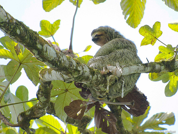 3-tenige Luiaard / Three Toad Sloth- Corcovado NP, Costa Rica