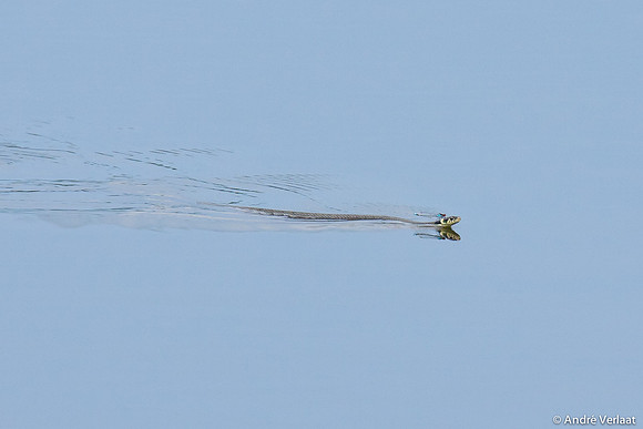 Ringslang - Grote Roodoogjuffer / Grass snake - Red-eye Damselfly - Oostvaardersplassen, NL