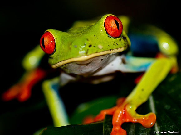 Roodoog Makikikker / Red Eyed Tree Frog - Arenal, Costa Rica