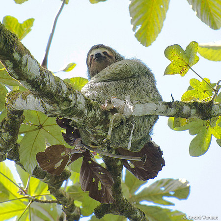 3-tenige Luiaard / Three Toad Sloth- Corcovado NP, Costa Rica