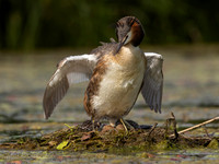 Fuut / Great Crested Grebe - Wognum