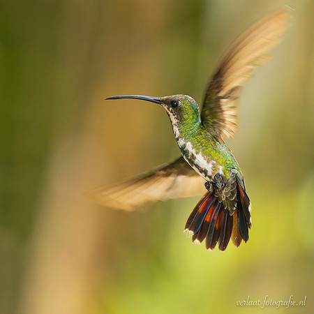 Kolibrie / Hummingbird
