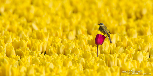 Gele Kwikstaart / Western Yellow Wagtail - Wieringermeer
