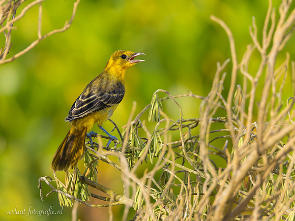 Maskertroepiaal / Hooded Oriole - El Cuyo