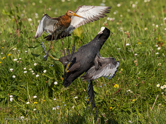 Grutto / Black-tailed Godwit - Wognum