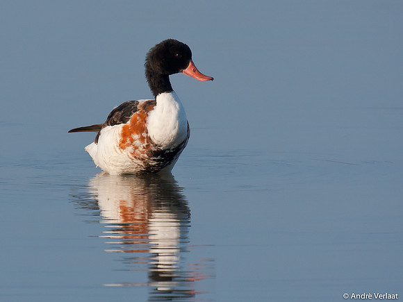 Bergeend / Shelduck - Oostvaardersplassen
