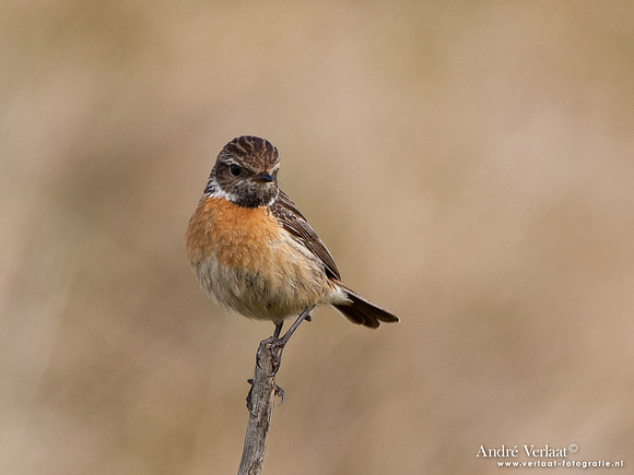 Roodborsttapuit / Stonechat - Hargen aan Zee
