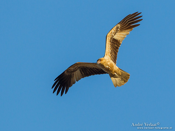 Witbuikzeearend / White-bellied (juv) Sea Eagle - Fraser Island
