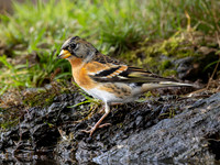 Keep / Brambling - Lemelerveld