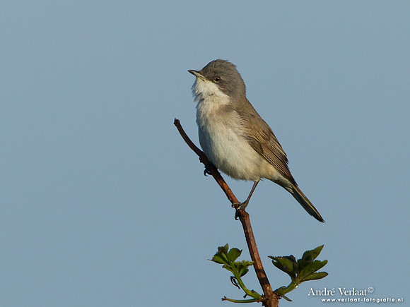 Braamsluiper / Lesser Whitethroat - Katwijk