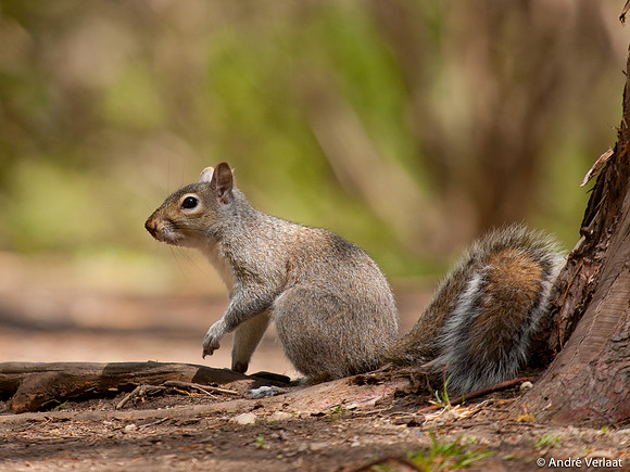 Grijze Eekhoorn / Eastern Grey Squirrel - Boston, USA