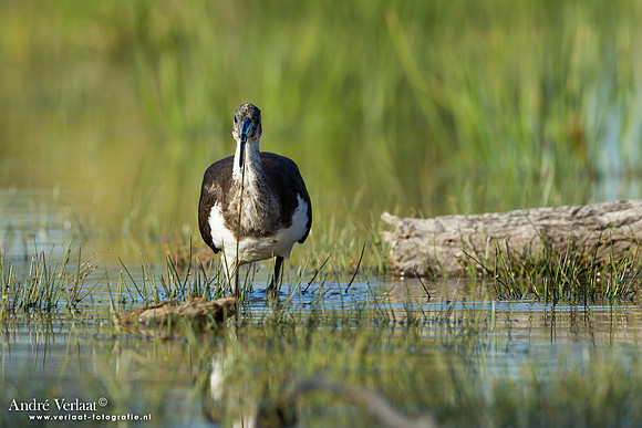 Strohalsibis / Straw-necked Ibis - Bowra Sanctuary