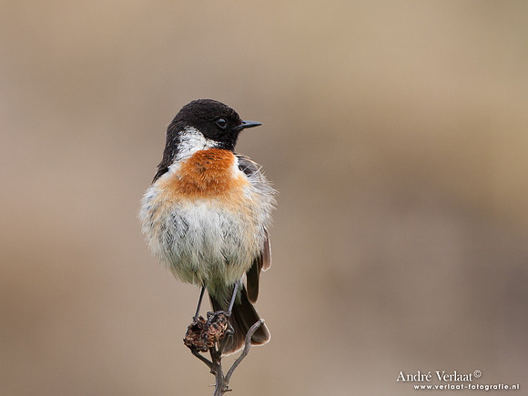 Roodborsttapuit / Stonechat - Hargen aan Zee